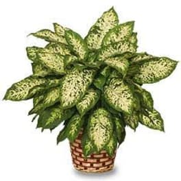 Potted plant with speckled green and cream leaves in a woven basket