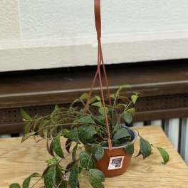 Hanging Black Lipstick Plant