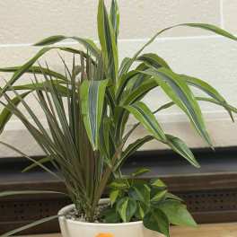 8" Ceramic Dish Garden