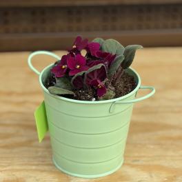 4" Violet Bucket
