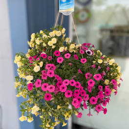 12 Inch Hanging Basket- Assorted Colors and Plants (HB)