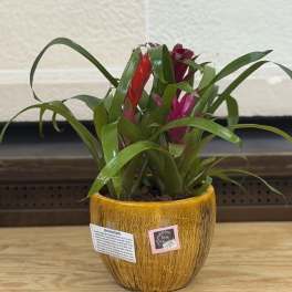 6" Bromeliad Garden