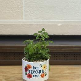 Best Teacher Ever Plant