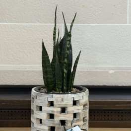 Rustic Wooden Snake Plant