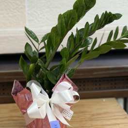 6" Wrapped ZZ Plant