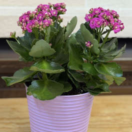 6" Kalanchoe Tin Bucket