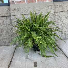 Potted fern plant with arching fronds in a black container