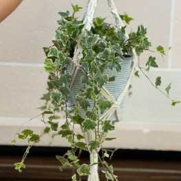 Hanging Ivy