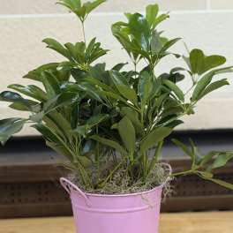 Hawaiian Arbicola Bucket