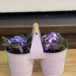 Double Violet Planter