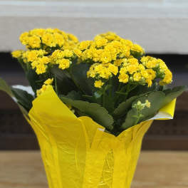 6" Wrapped Kalanchoe