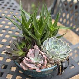 10" Succulent Garden in Low Ceramic Bowl