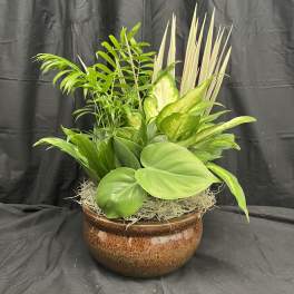 Dish Garden - Designers Choice