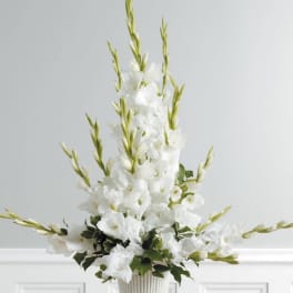 Gladiolus Essence