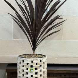 Rustic Pot Cordyline