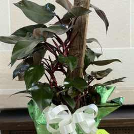 Philodendron Pole