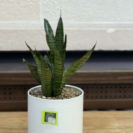 Ceramic Pot Snake Plant