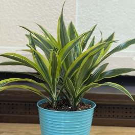 Dracaena in Tin Pot