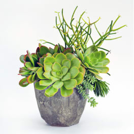 Succulents Forever!