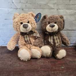 Teddy