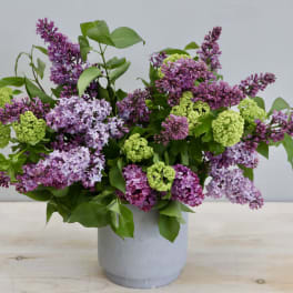 Lilac Dreams - WeHo