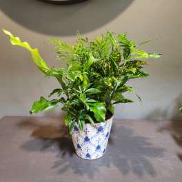 Plants: Mindful Moment Garden