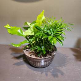 Plants: Emerald Garden