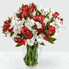 CHRISTMAS PERUVIAN LILLIES