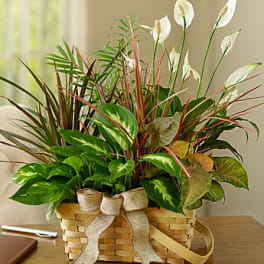 Classic Dish Garden