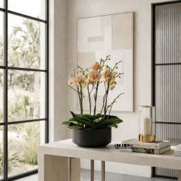 Potted orchid arrangement with pale pink blooms in a black container