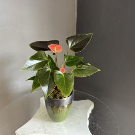 Anthurium in a green pot