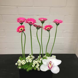 Dancing with Gerberas