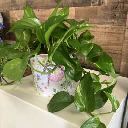 Potted trailing green houseplant in a floral container