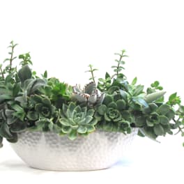 Modern Succulent