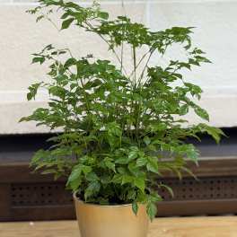 6" China Doll Gradient Pot