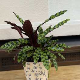 6" Calathea