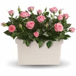 Rose Repose