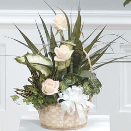 Basket of green plants with three ivory roses and a white bow
