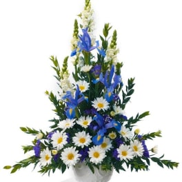 Tall white urn arrangement with blue irises, white daisies, and white snapdragons in a fan shape