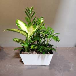 Plants: Modern Mood Garden