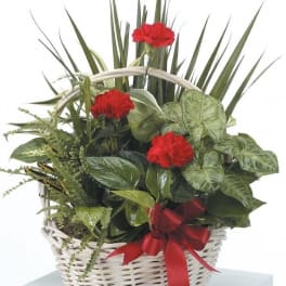 Basket of mixed green plants with red carnations and a red bow