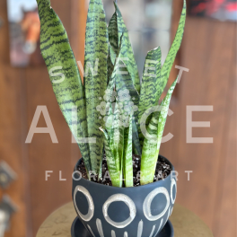 Art Deco Sansevieria