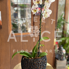 Eccentric Orchid