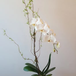 Tall potted white orchid in a white ceramic pot displayed on a wooden stool