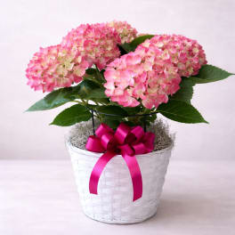 Sweet Blush Bloom