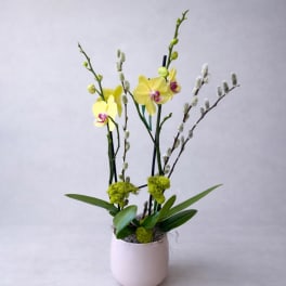 Orchid Serenity