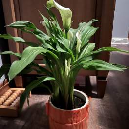 Calla Lily