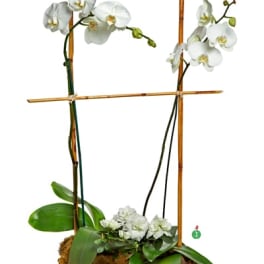 Tall white phalaenopsis orchid plant staked with bamboo in a gray oval pot with small white blooms at the base