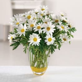 Clear glass vase of white daisy flowers with yellow centers and yellow pebbles at the base