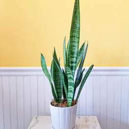 Potted snake plant in a white ribbed planter
